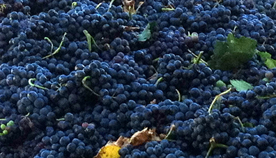 uva de valdilecha.jpg